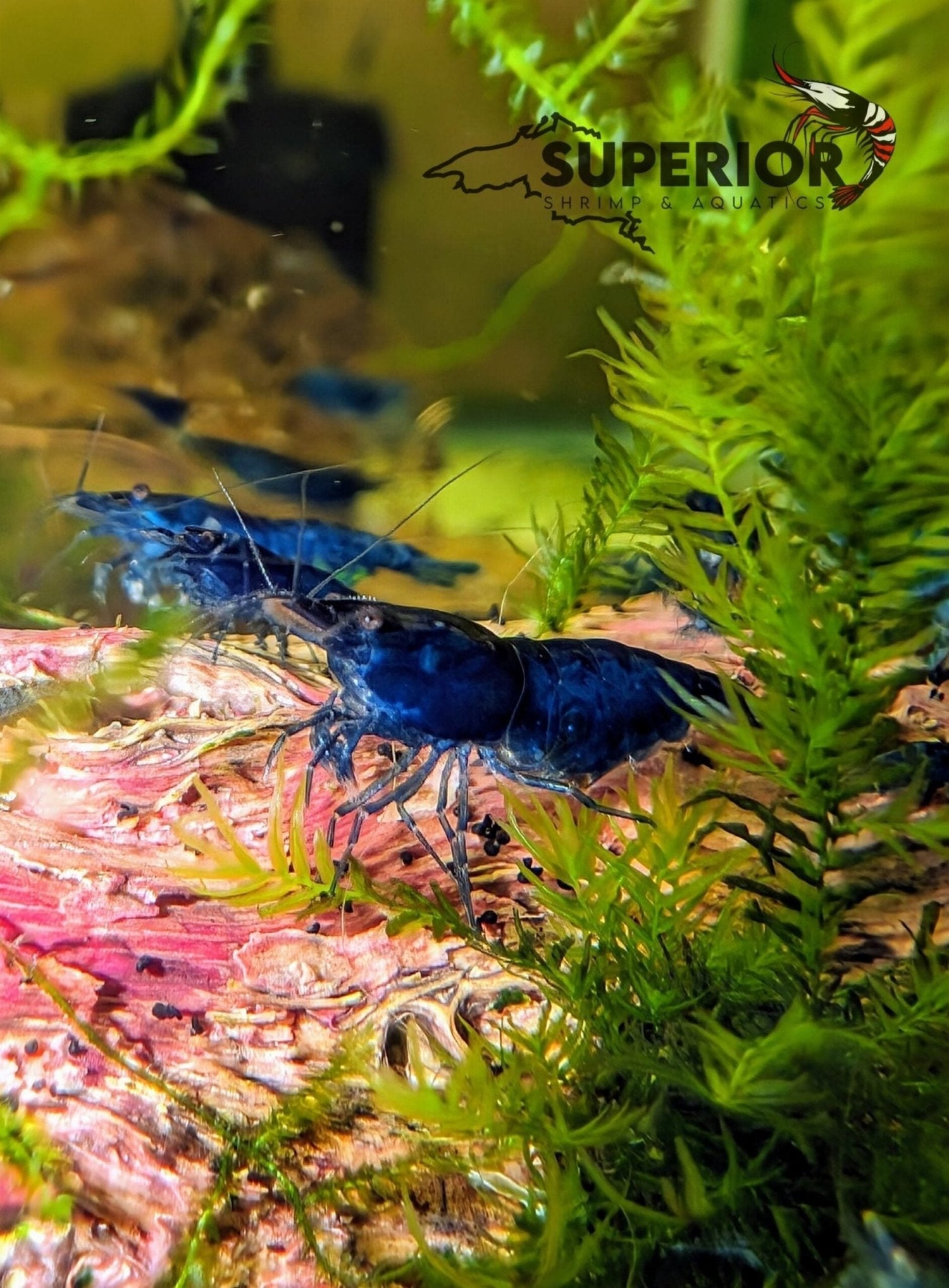 Blue Dream Shrimp (Neocaridina davidi): Complete Care Guide - Superior Shrimp & Aquatics