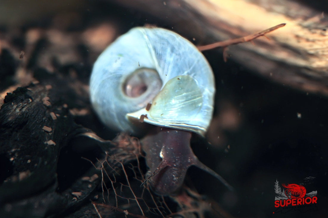 Blue Ramshorn Snails (Planorbella sp.): A Complete Guide for Freshwater Aquaria - Superior Shrimp & Aquatics