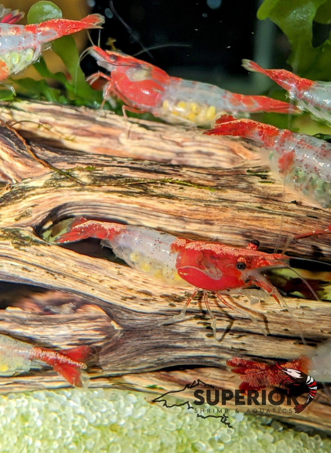 How to Sex Neocaridina Shrimp: Male vs. Female Identification Guide - Superior Shrimp & Aquatics