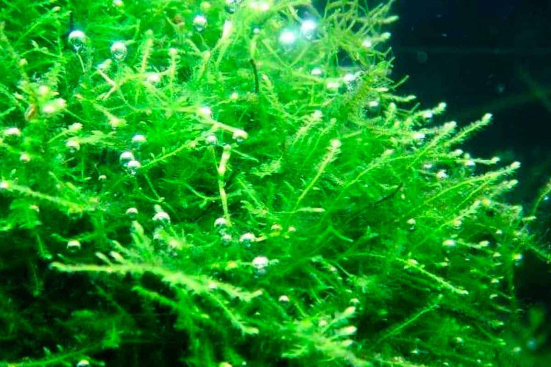 Java Moss (Taxiphyllum barbieri): A Complete Guide for Aquascapers & Shrimp Keepers