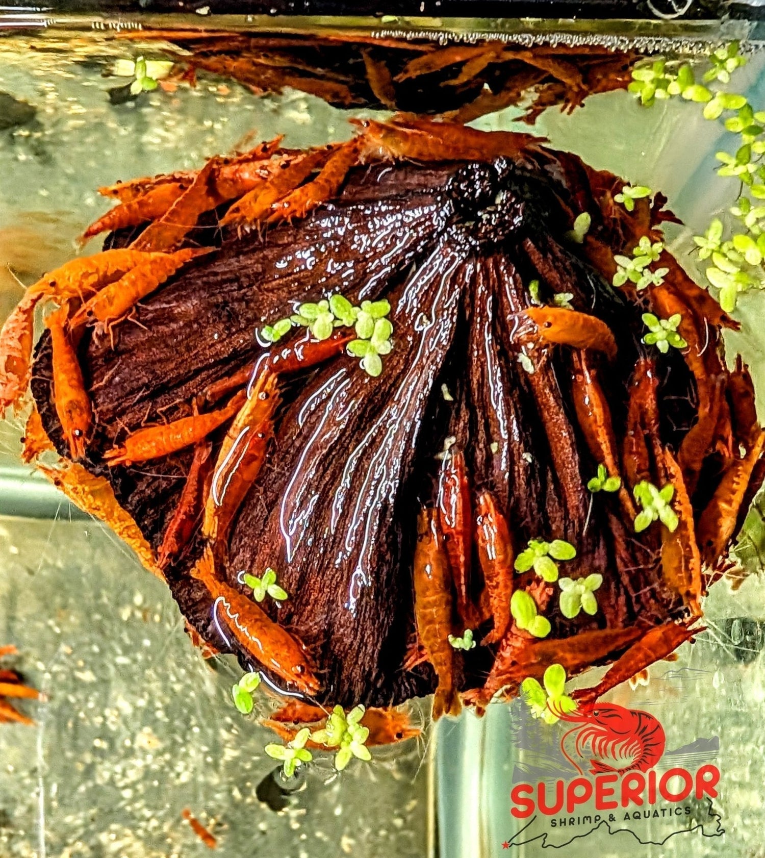 Lotus Pod (Nelumbo nucifera): The Botanical That Does Three Jobs at Once - Superior Shrimp & Aquatics