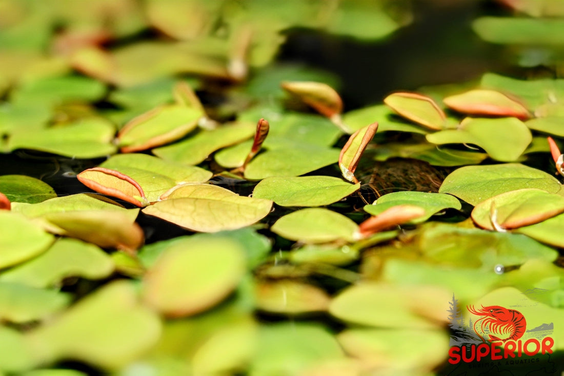 Red Root Floaters Care Guide: A Blushing Surface Stunner