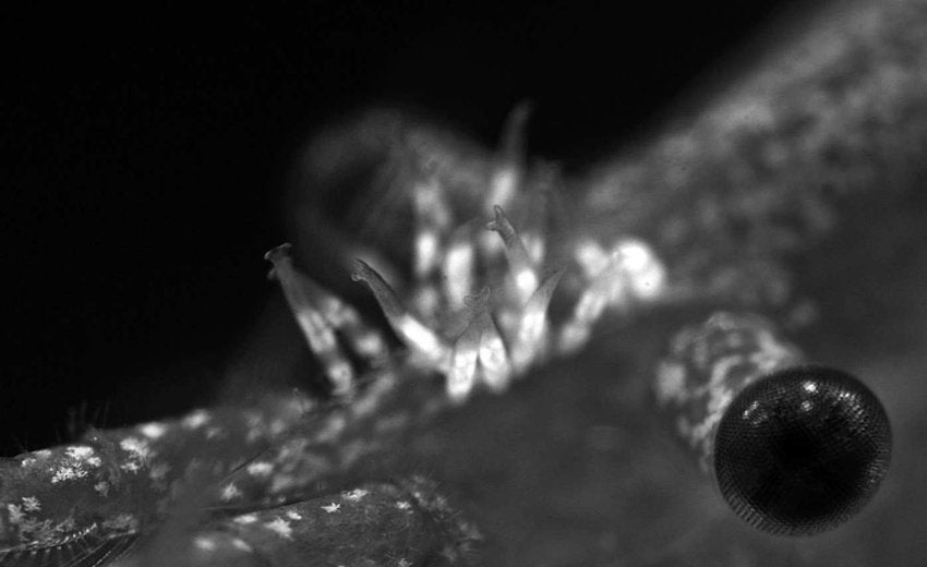 Scutariella Japonica: Identification, Treatment & Prevention in Shrimp Tanks - Superior Shrimp & Aquatics