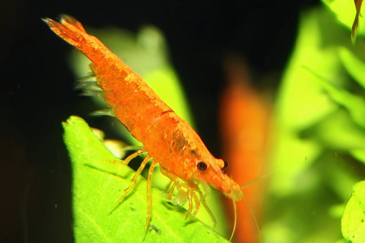 Sunkist Shrimp (Orange Neocaridina davidi): Complete Care Guide - Superior Shrimp & Aquatics