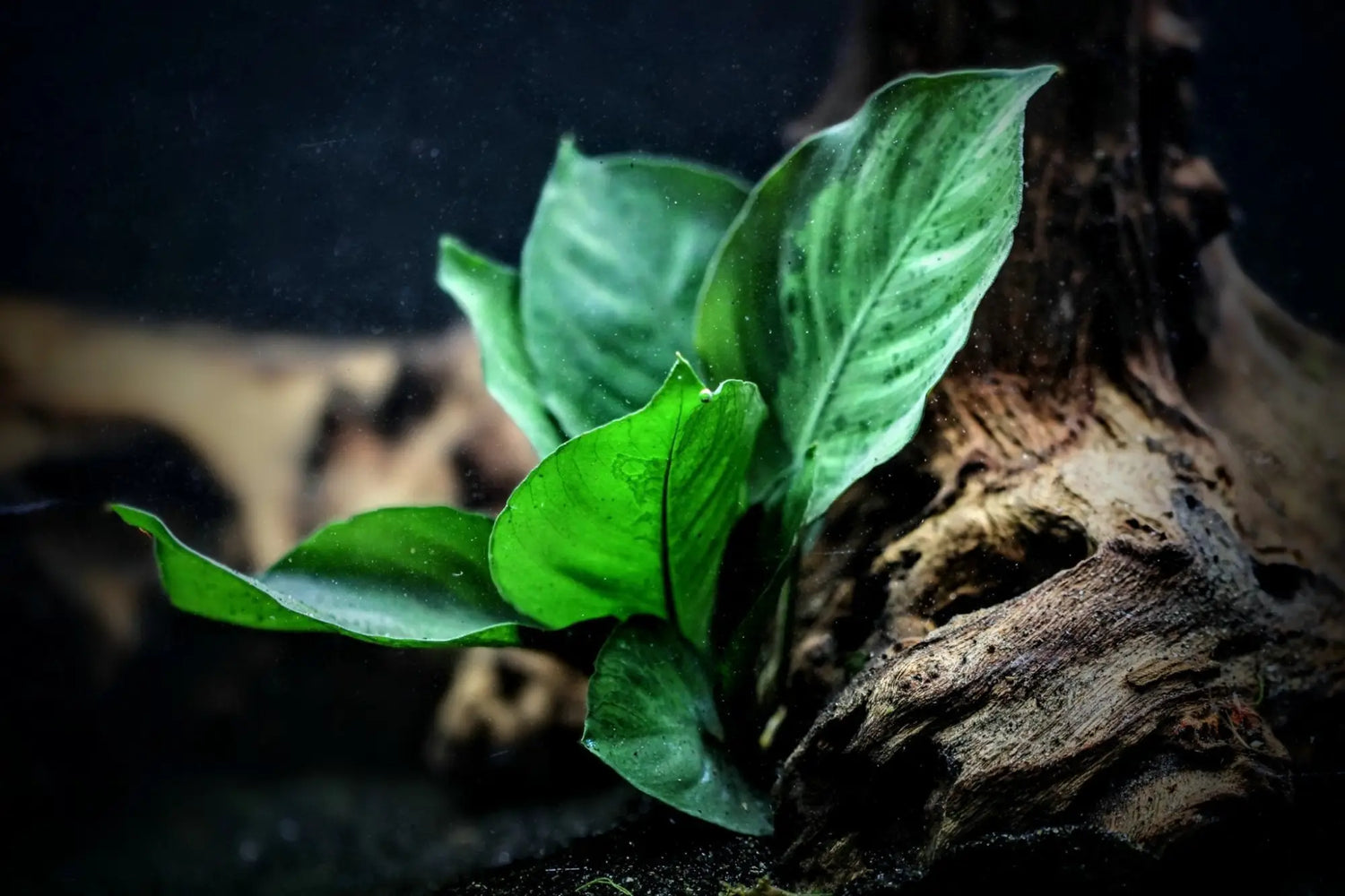 Aquatic Plants - Parent