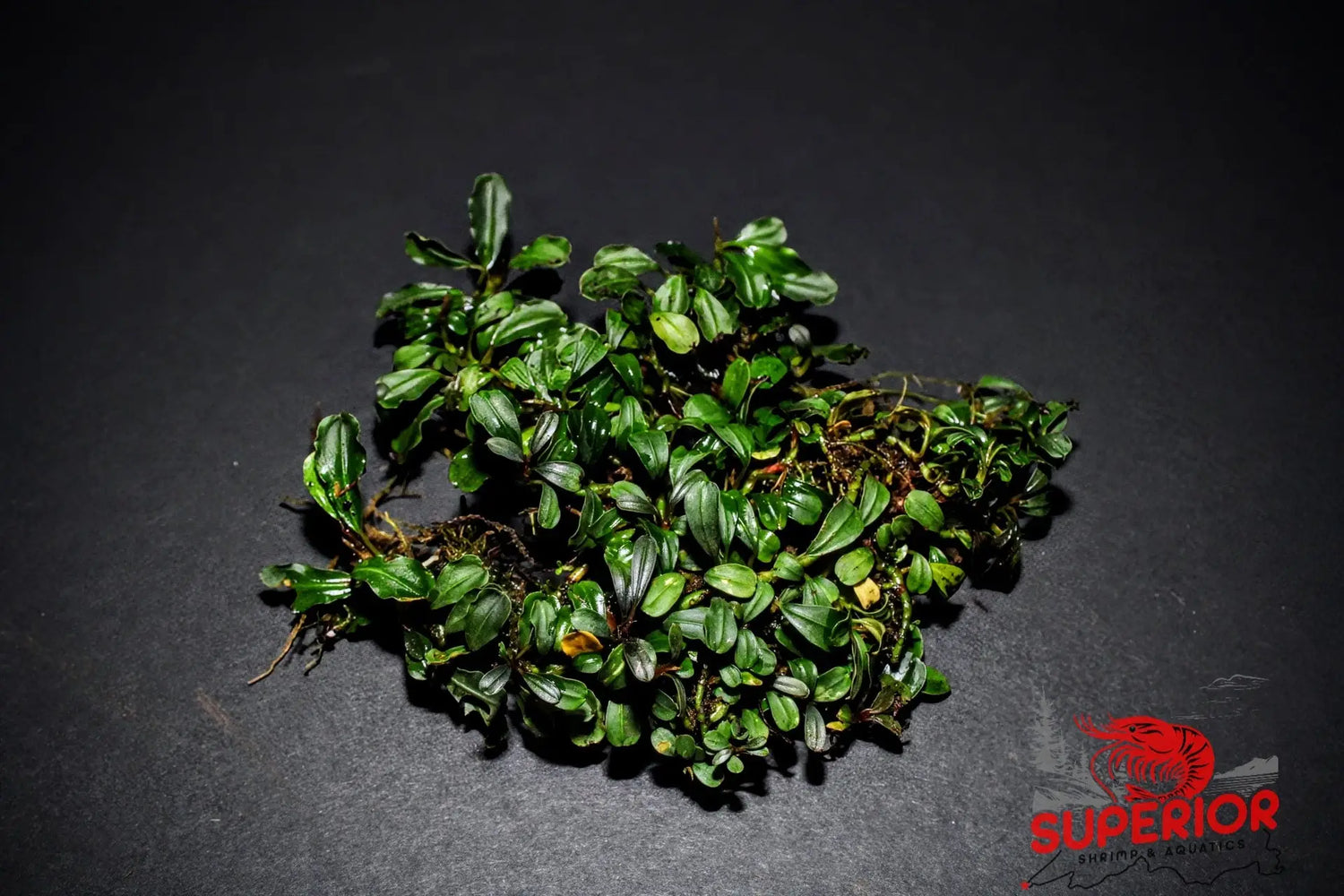 Bucephalandra