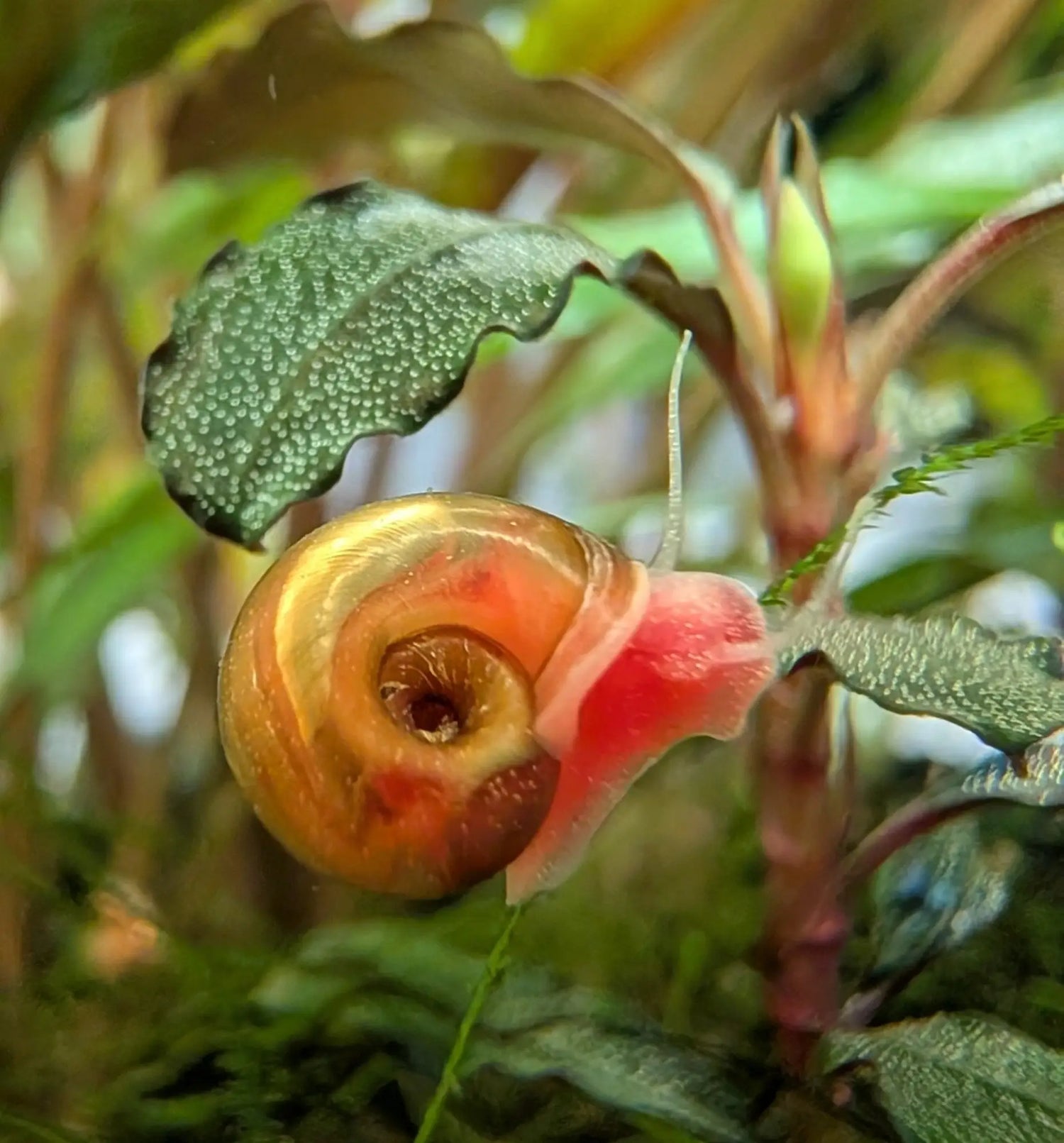 Freshwater Snails - Parent