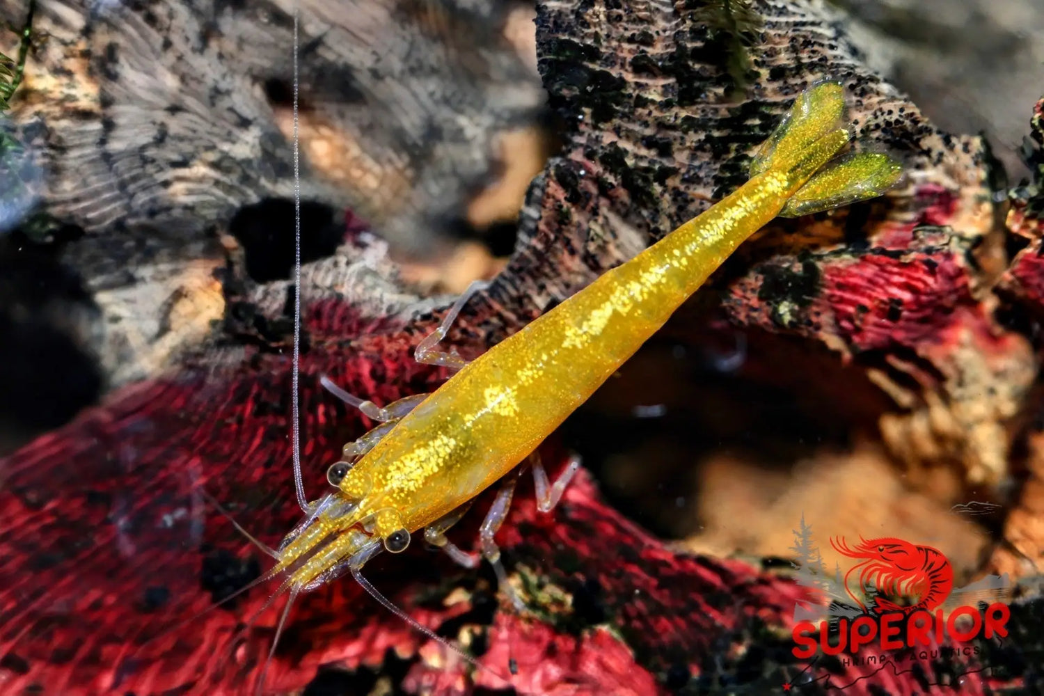 Neocaridina Shrimp - Parent