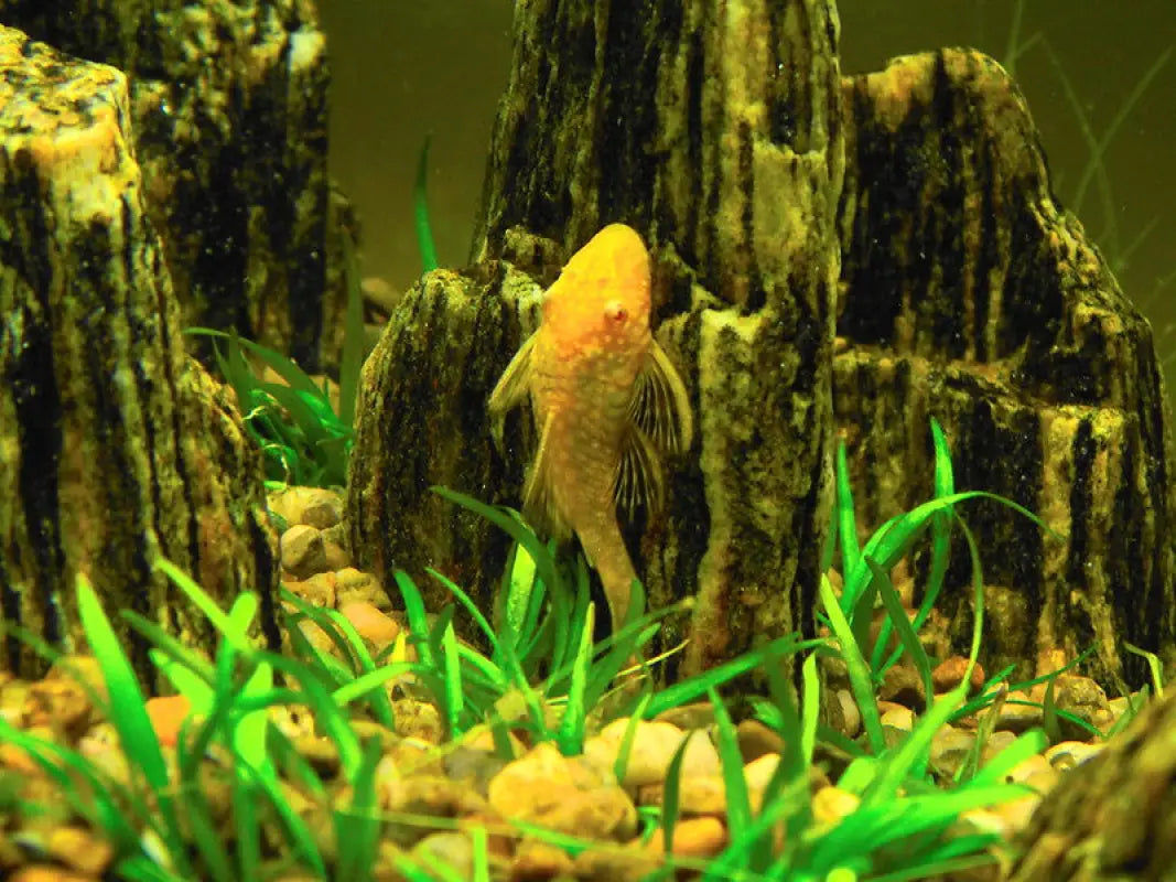 Plecos