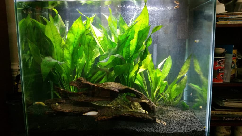 Amazon sword Echinodorus bleheri growing in freshwater planted aquarium