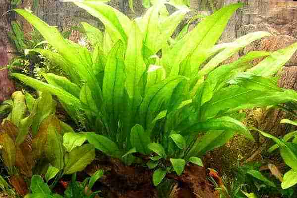 Mature Amazon sword Echinodorus plant with large rosette of many leaves