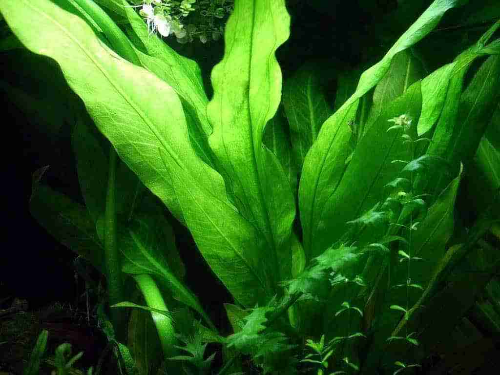 Tall Amazon sword Echinodorus plant showing full height and leaf rosette