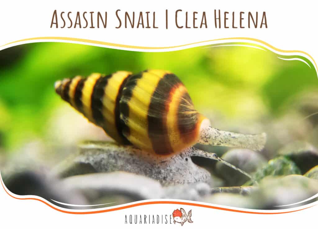 Clea helena assassin snail in freshwater aquarium showing yellow and brown banded shell