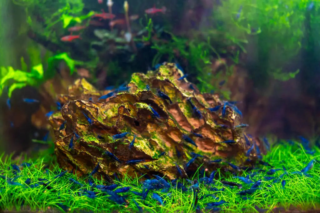 Blue Dream Neocaridina shrimp in a planted aquarium