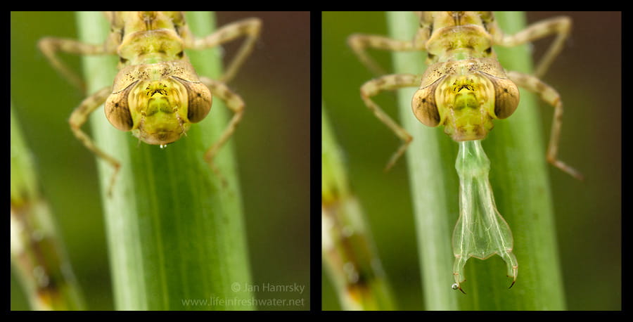 Darner dragonfly nymph (Aeshna cyanea) extending its labium — the strike mechanism