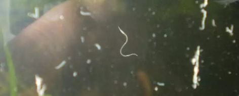 Detritus worms in a freshwater aquarium