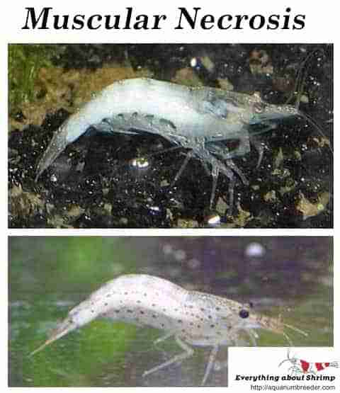 Shrimp showing signs of bacterial infection with reddish discoloration