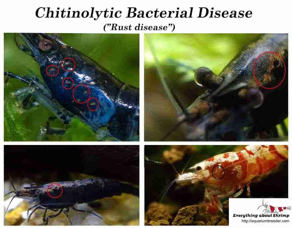 Dwarf shrimp showing signs of chitinolytic bacterial (rust) disease