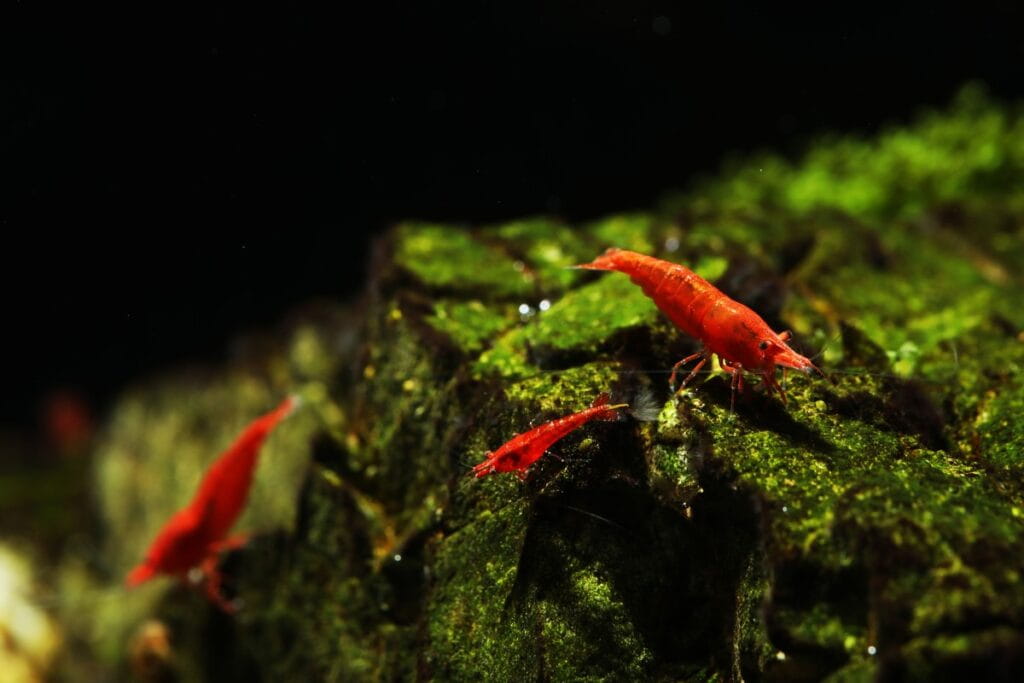 Fire Red Neocaridina shrimp — high-grade color expression