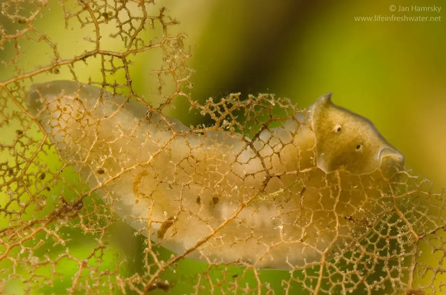 Dugesia gonocephala planarian flatworm — triangular arrow-shaped head visible in macro photo