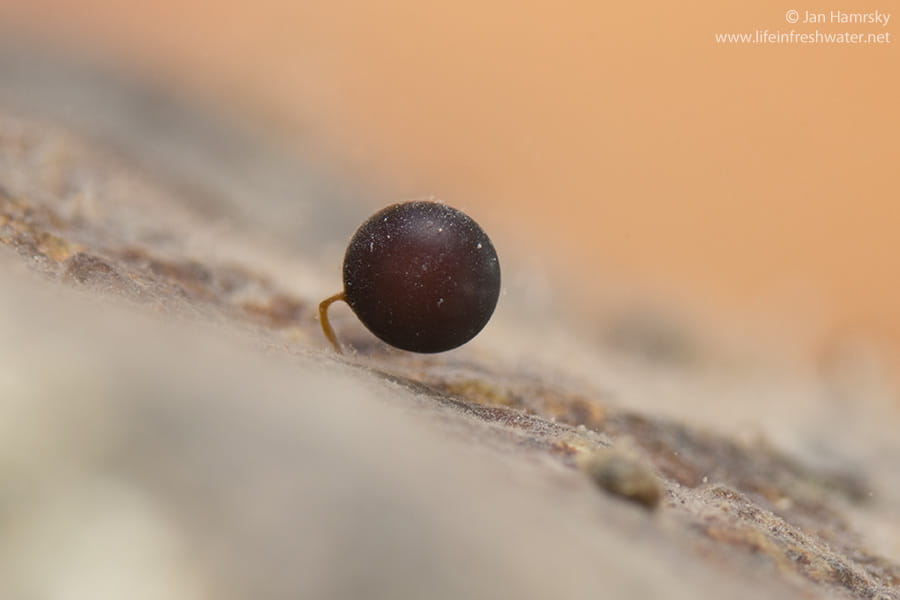 Planaria egg capsule on a stalk attached to substrate — Dugesia gonocephala