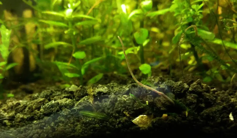 Large brown and small white detritus worms in an aquarium