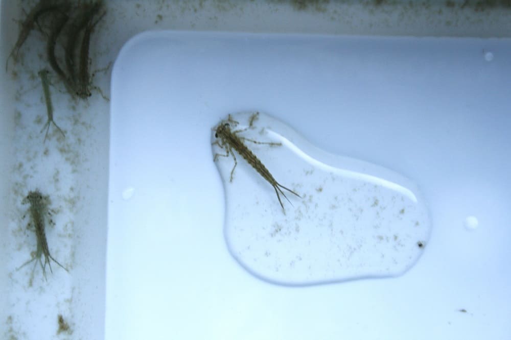 Damselfly nymph close-up — slender body and three leaf-shaped caudal gills