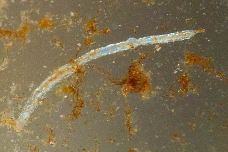 Naididae detritus worms swimming in the water column