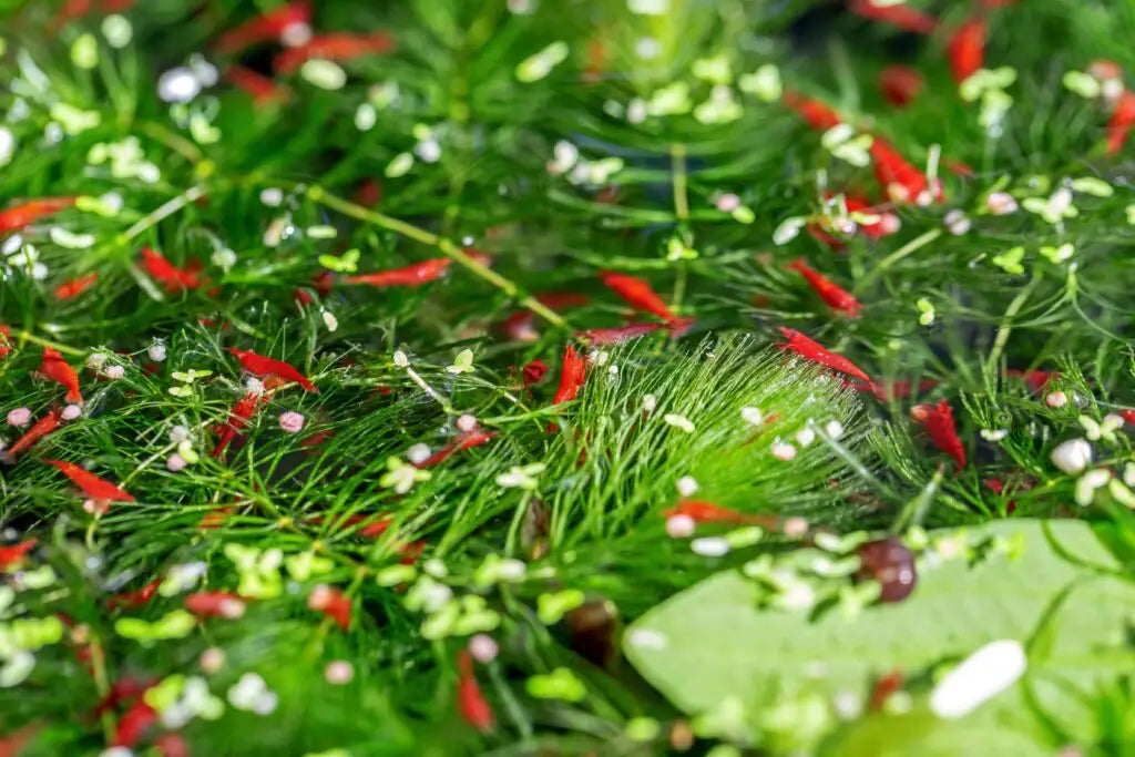 Red Cherry shrimp grazing on aquatic plants in a planted tank