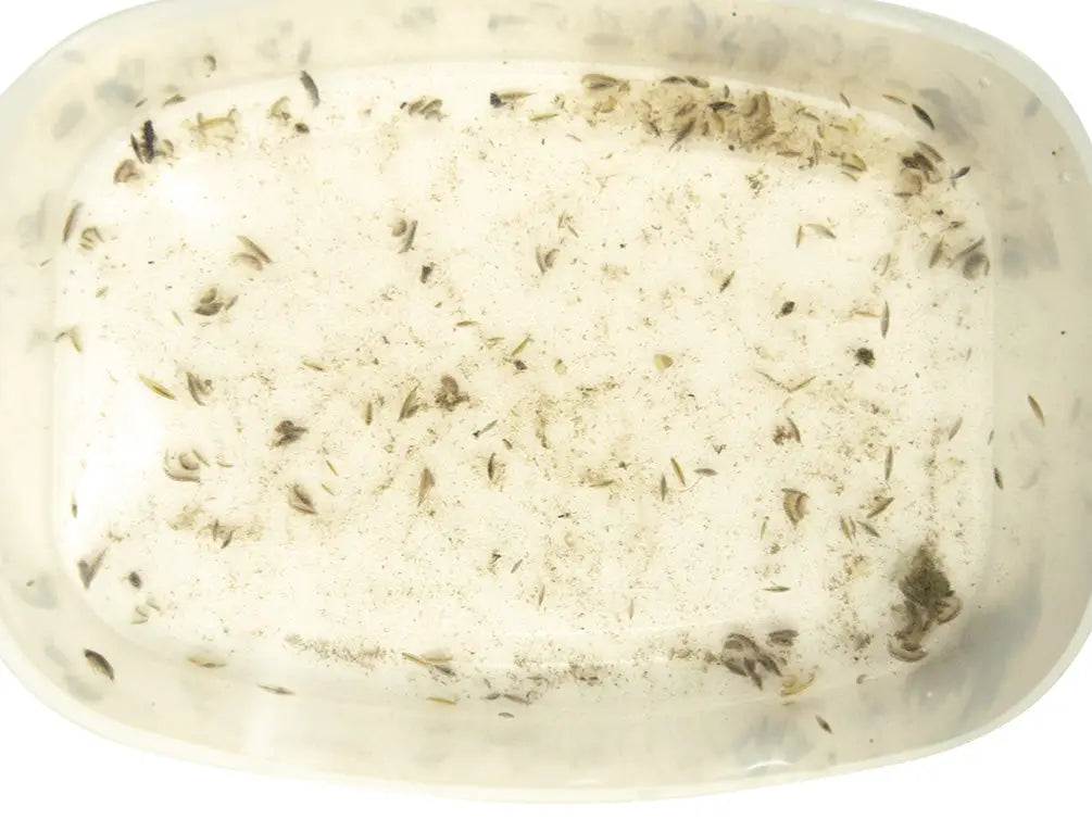 Freshwater scuds (Gammarus sp.) close up
