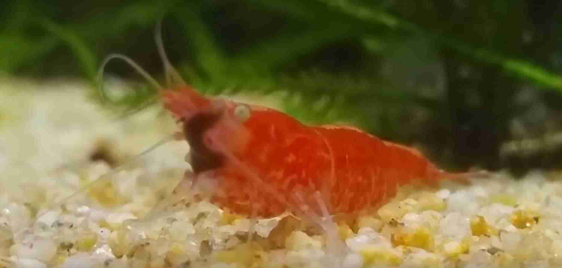 Planaria flatworm attached to a shrimp in an aquarium