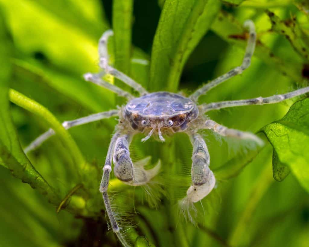 Thai Micro Crab Limnopilos naiyanetri close-up showing setae bristles