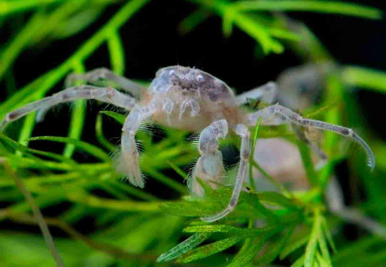 Limnopilos naiyanetri — Thai Micro Crab clinging to aquatic plant