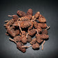 Alder Cones - Superior Shrimp & Aquatics