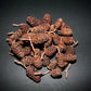 Alder Cones - Superior Shrimp & Aquatics