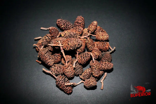 Alder Cones - Superior Shrimp & Aquatics