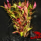 Alternanthera reineckii (‘Rosaefolia’) - Superior Shrimp & Aquatics
