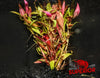 Alternanthera reineckii (‘Rosaefolia’) - Superior Shrimp & Aquatics