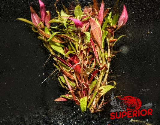 Alternanthera reineckii (‘Rosaefolia’) - Superior Shrimp & Aquatics