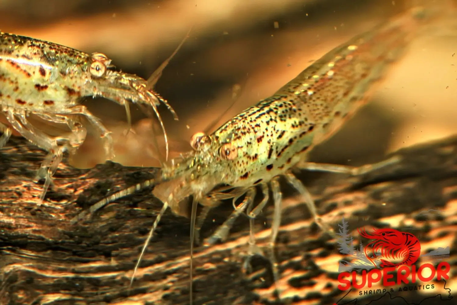 Standard Amano Shrimp