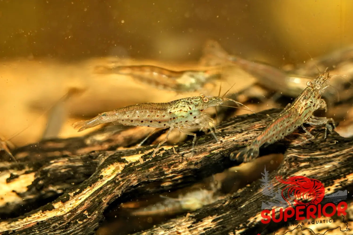 Amano Shrimp in planted tank