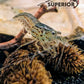 Amano Shrimp - Superior Shrimp & Aquatics