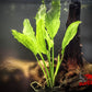 Amazon Sword (Echinodorus amazonicus) - Superior Shrimp & Aquatics