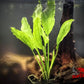 Amazon Sword (Echinodorus amazonicus) - Superior Shrimp & Aquatics