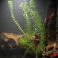 Anacharis Najas (Najas guadalupensis) - Superior Shrimp & Aquatics