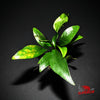 Anubias Barteri ('Congensis') - Superior Shrimp & Aquatics