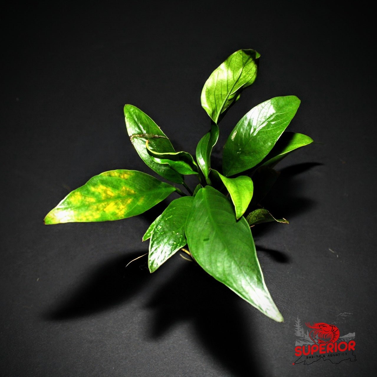 Anubias Barteri ('Congensis') - Superior Shrimp & Aquatics