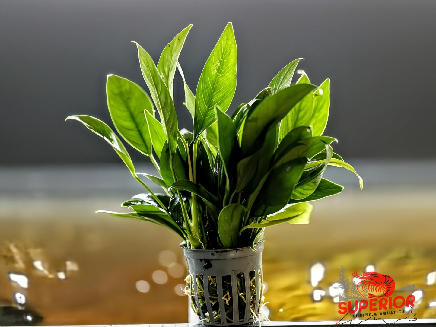 Anubias Barteri ('Congensis') - Superior Shrimp & Aquatics