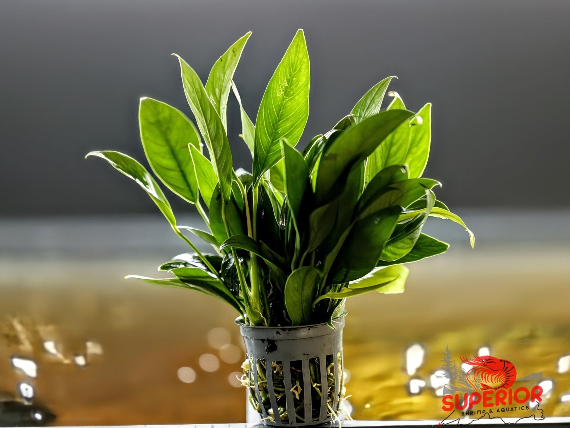 Anubias Barteri ('Congensis') - Superior Shrimp & Aquatics