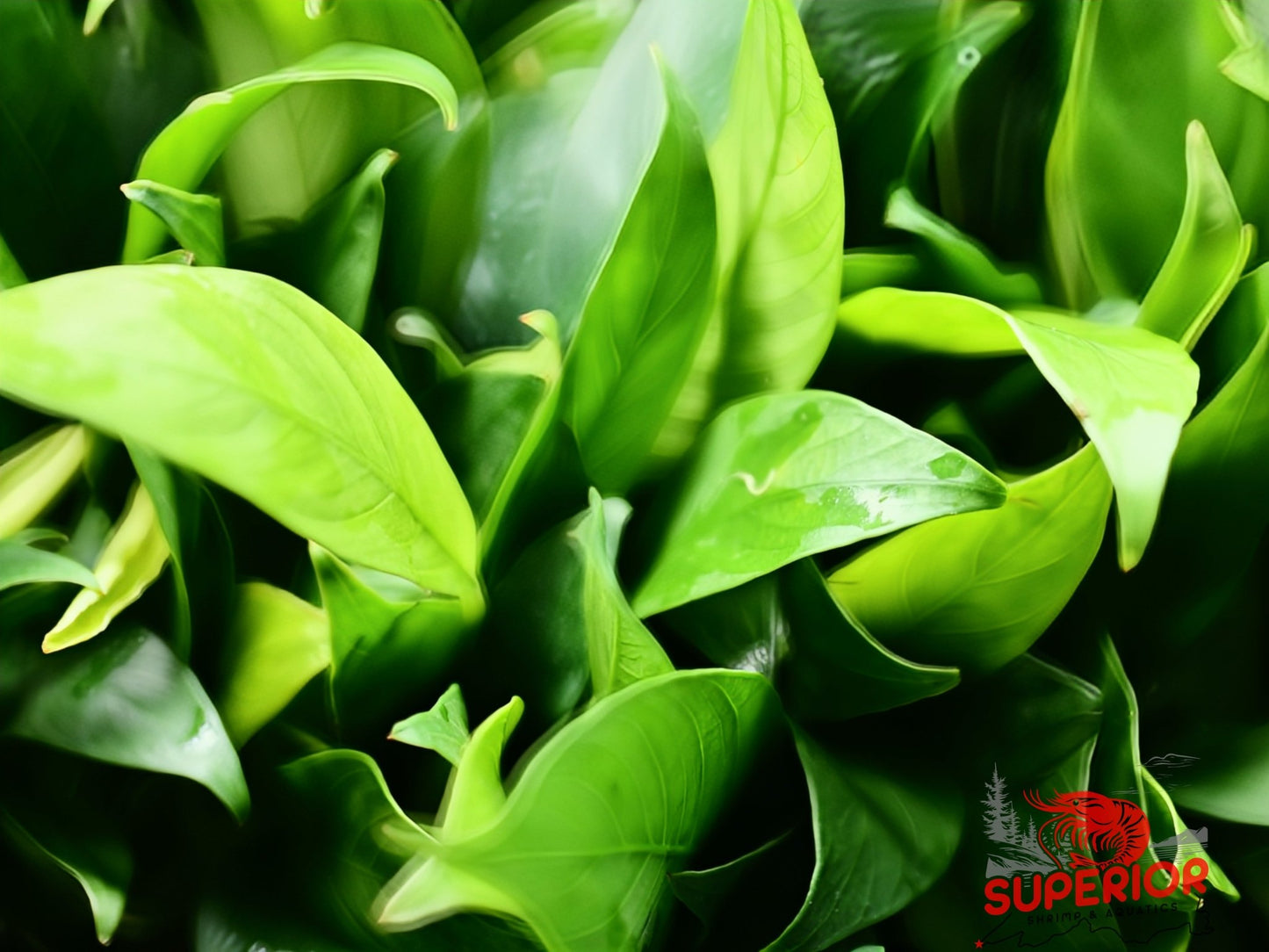 Anubias Barteri ('Congensis') - Superior Shrimp & Aquatics